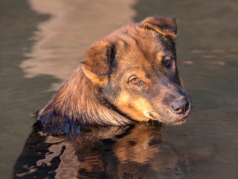 Deshidratación en perros: prueba del pliegue y solución