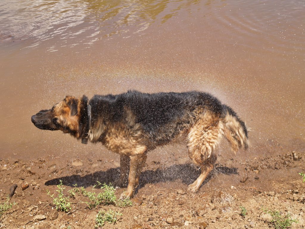 Diabetes insípida: la otra diabetes canina