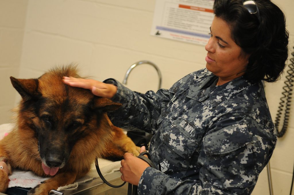 Diabetes en perros: síntomas, tratamiento y vida normal