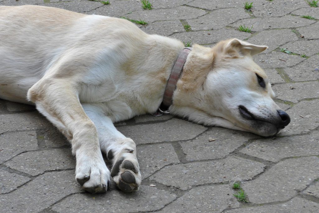 Diarrea en perros: causas, dieta blanda y banderas rojas