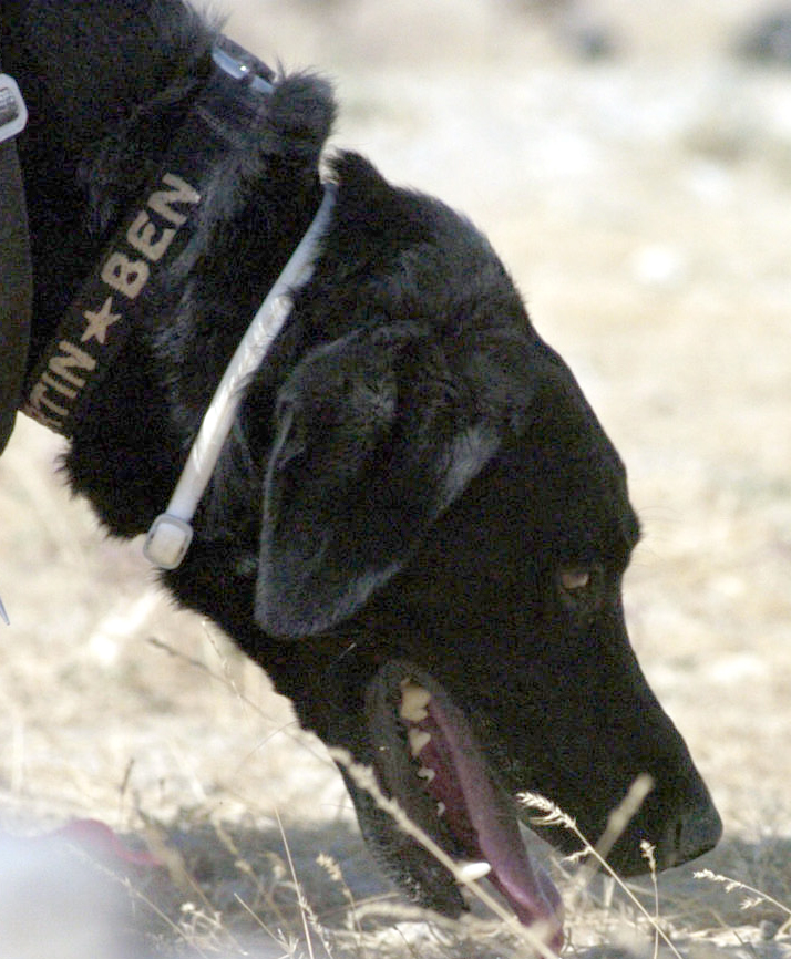 El olfato canino: el superpoder que no imaginas