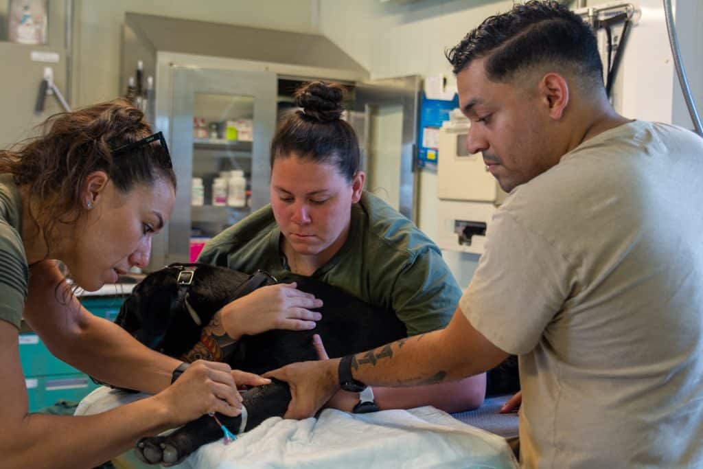 Enfermedad periodontal: la boca de tu perro importa