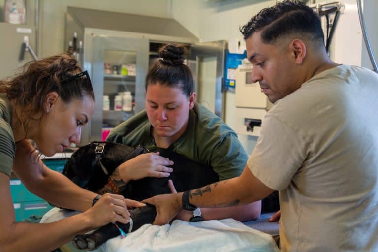 Enfermedad periodontal: la boca de tu perro importa