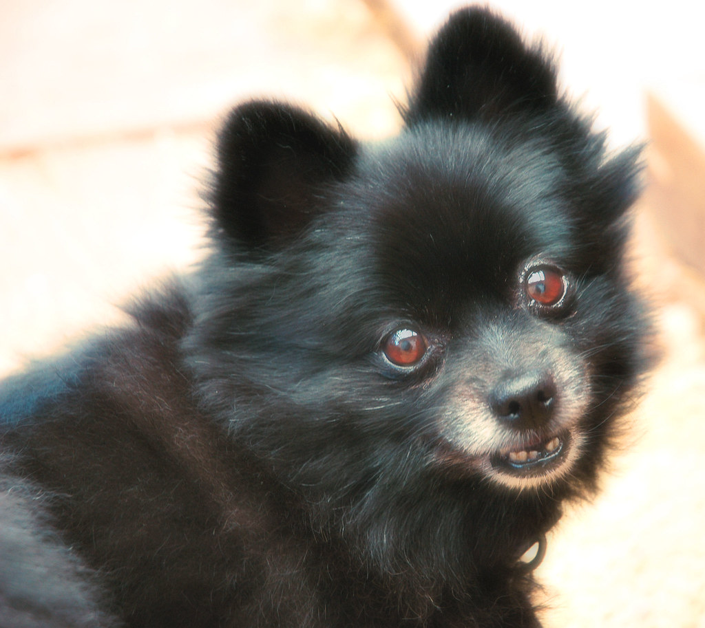 Epilepsia canina: qué hacer (y qué no) durante una convulsión