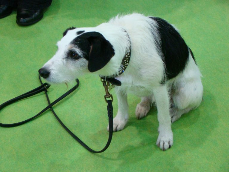 Epilepsia vs síncopes: diferenciar desmayos en perros