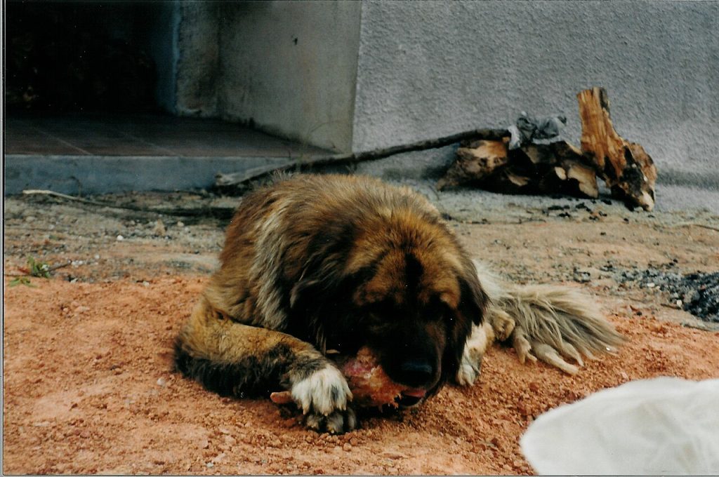 Mountain dog star