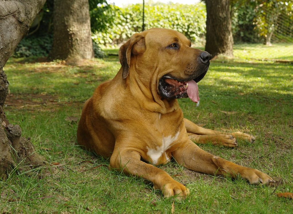 Fila Brasileiro