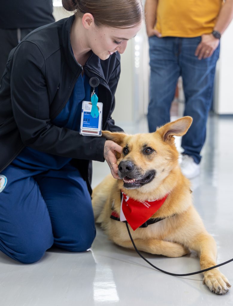 Fisioterapia canina: cuándo ayuda de verdad