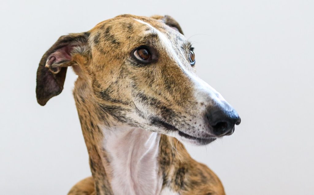 Galgo Español