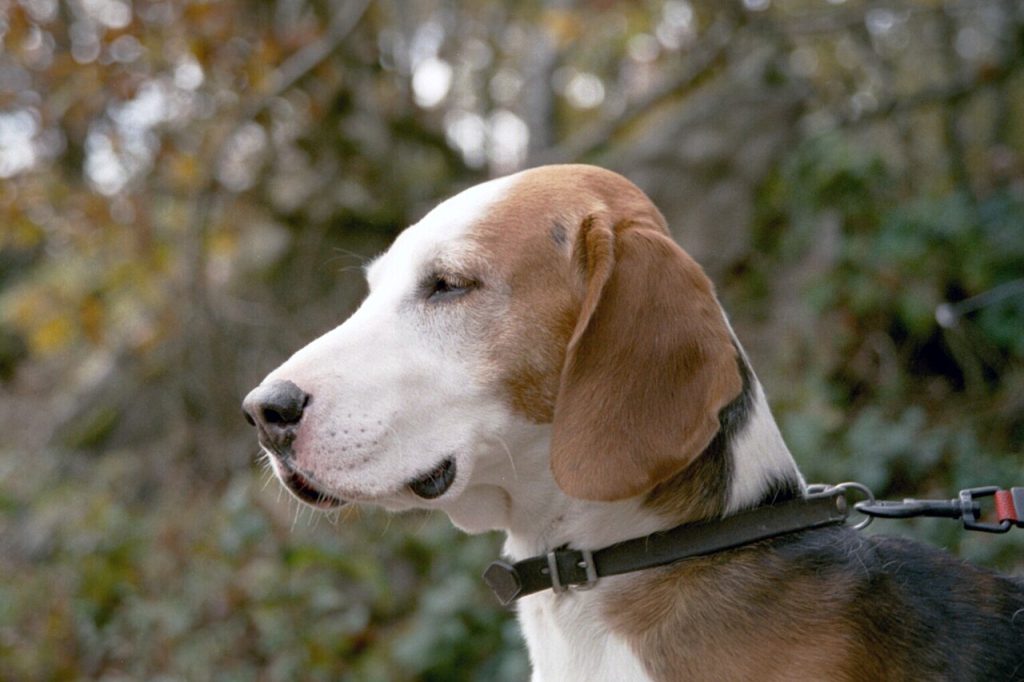 Alemão Hound