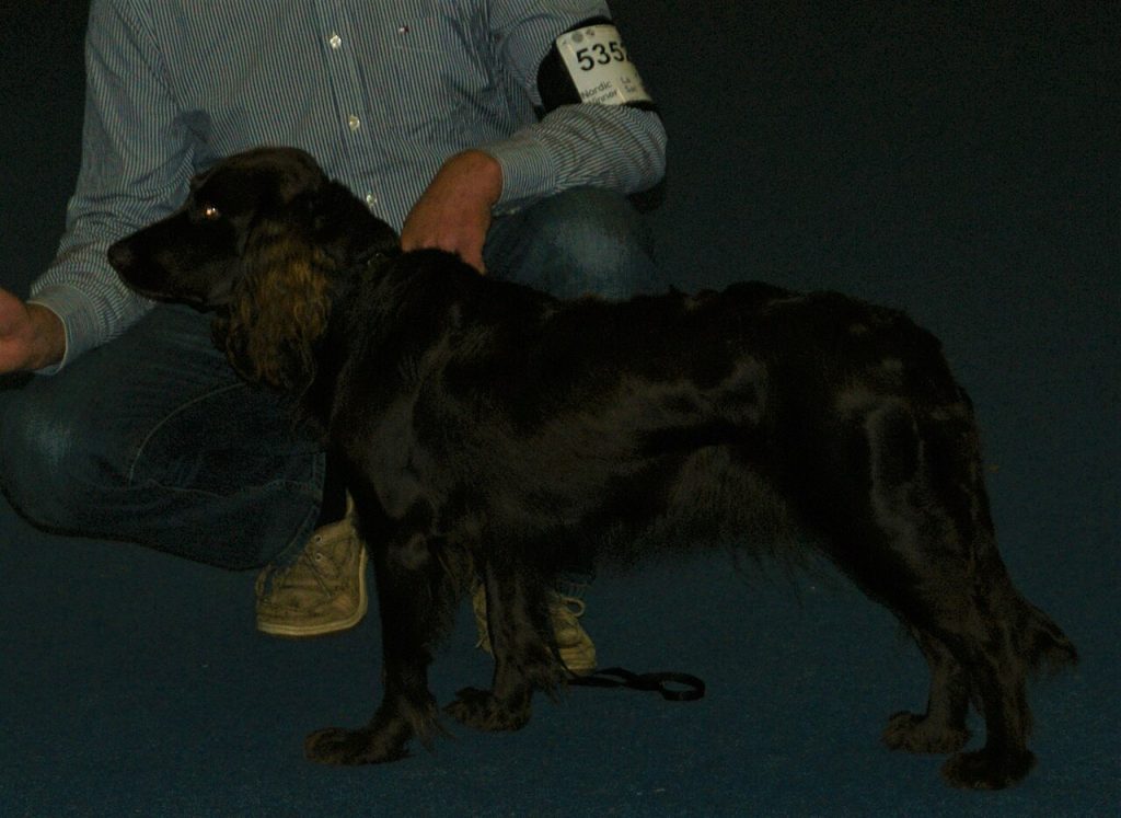 German Spaniel