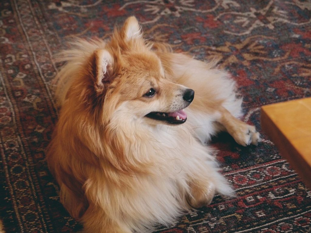 German Spitz
