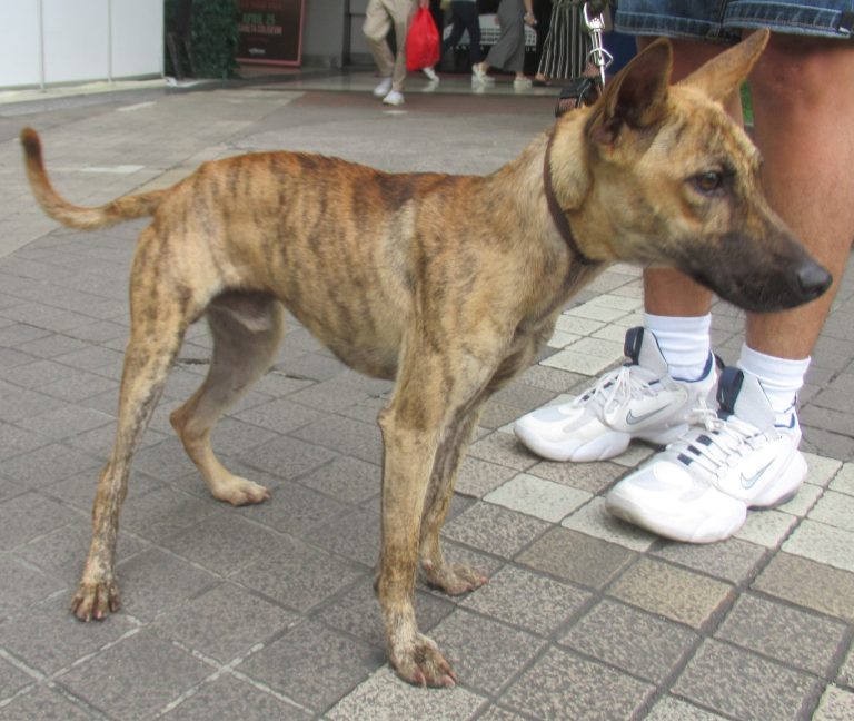 Giardia en perros: el parásito invisible del agua