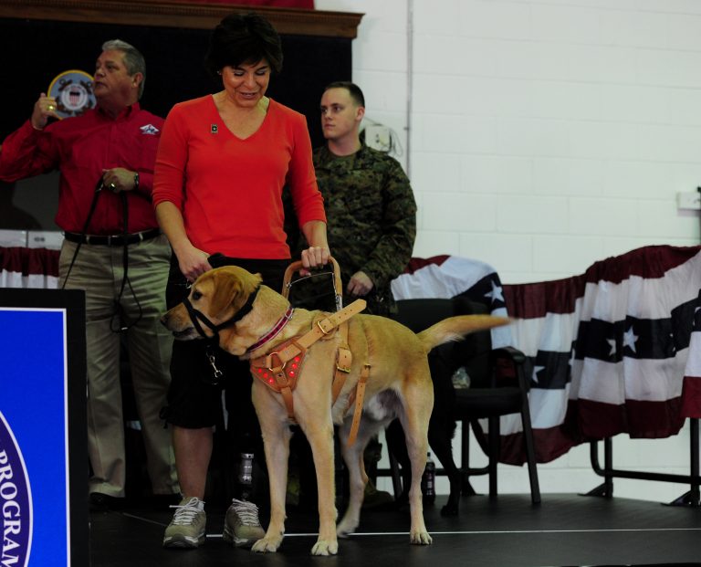 Glaucoma canino: una urgencia ocular que no espera