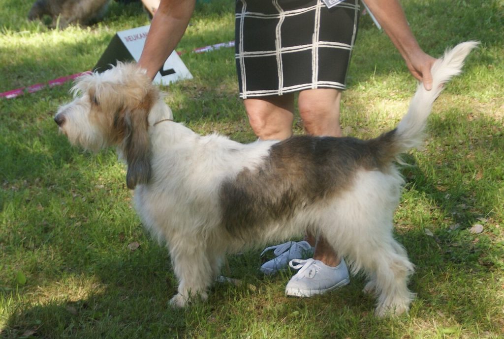 The Grand Basset Griffon Vendéen