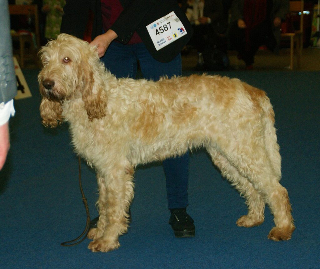 The Grand Griffon Vendéen