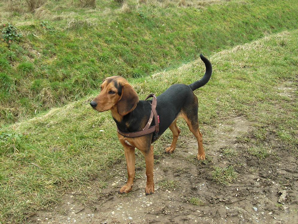 Greek Harehound