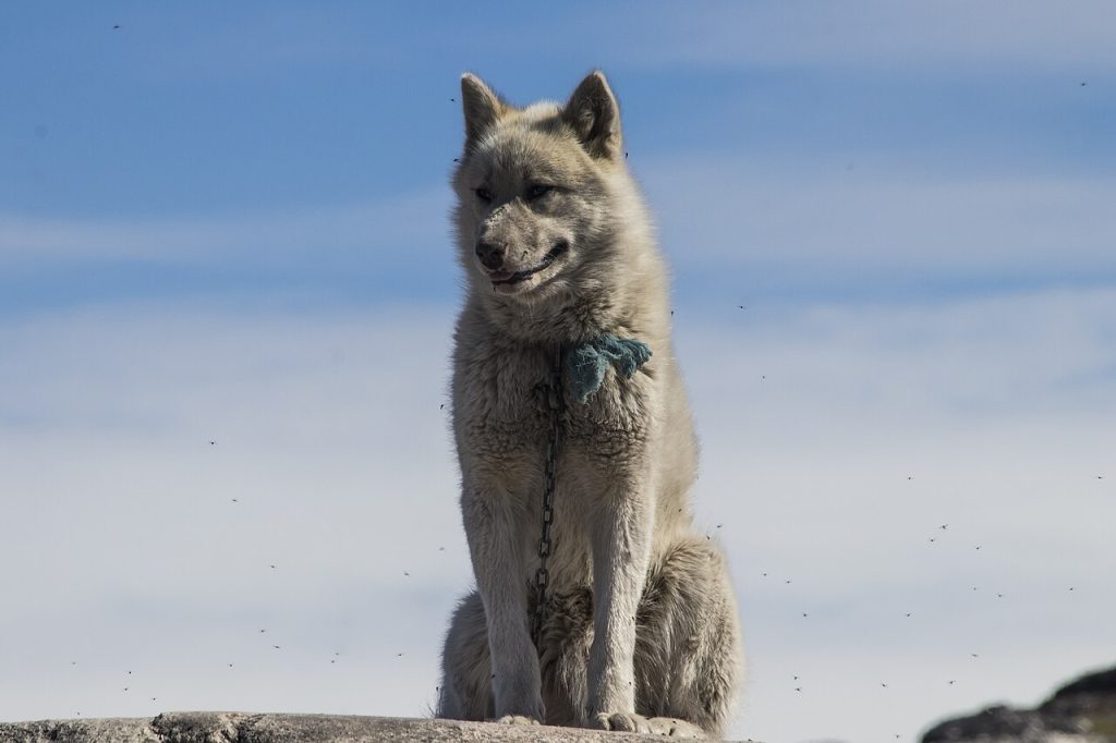 Greenland dog