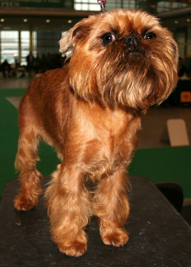 Griffon Bruxellois