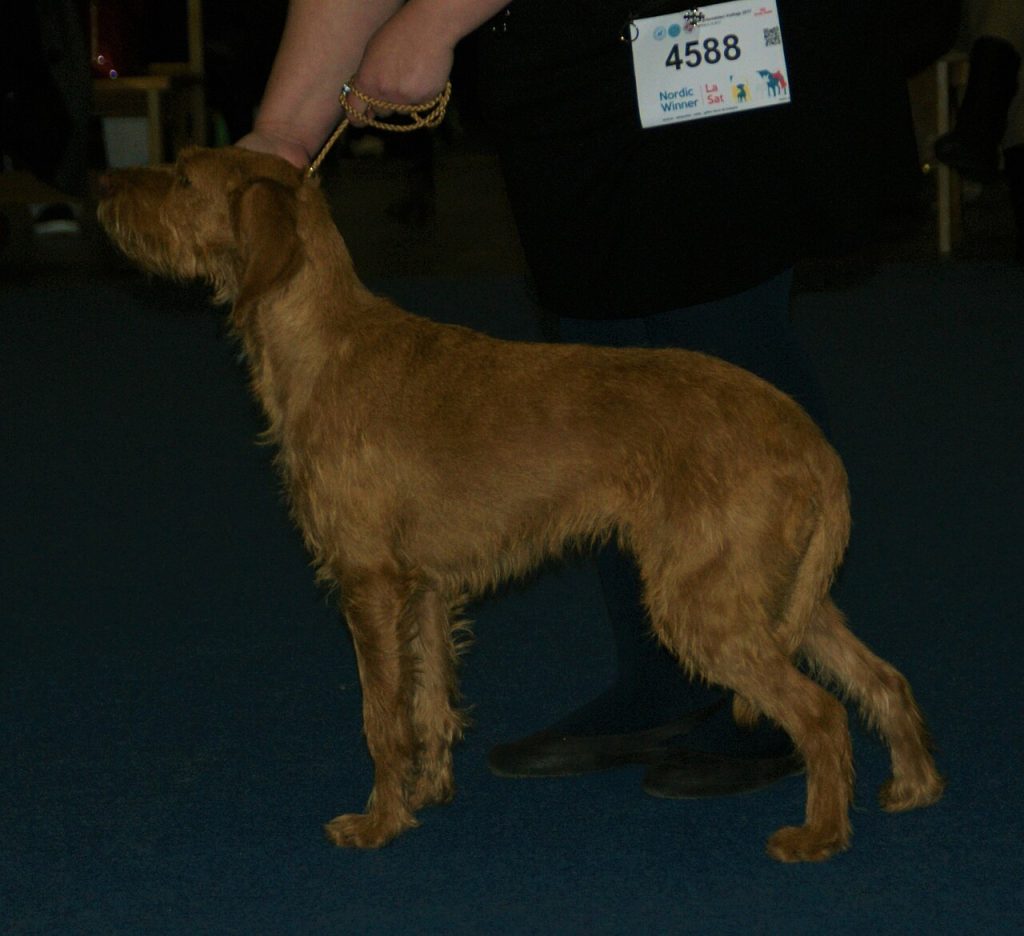Griffon Fauve from Brittany