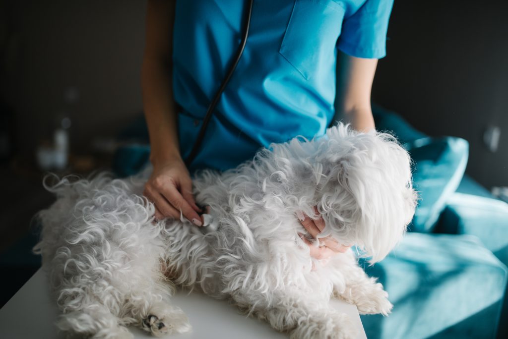 Halitosis canina: por qué le huele mal el aliento