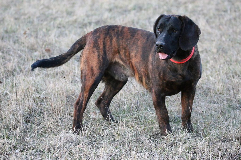 Hanover Hound