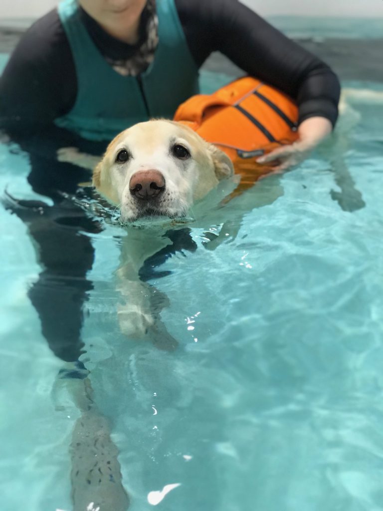 Hidroterapia para perros: rehabilitación en el agua