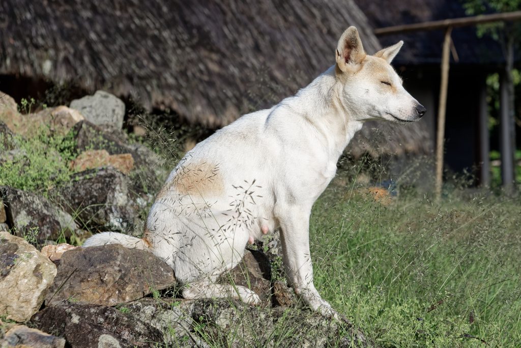 Hipoglucemia en cachorros toy: urgencia dulce