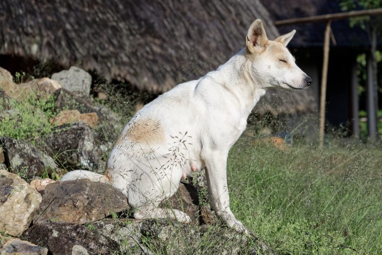 Hipoglucemia en cachorros toy: urgencia dulce