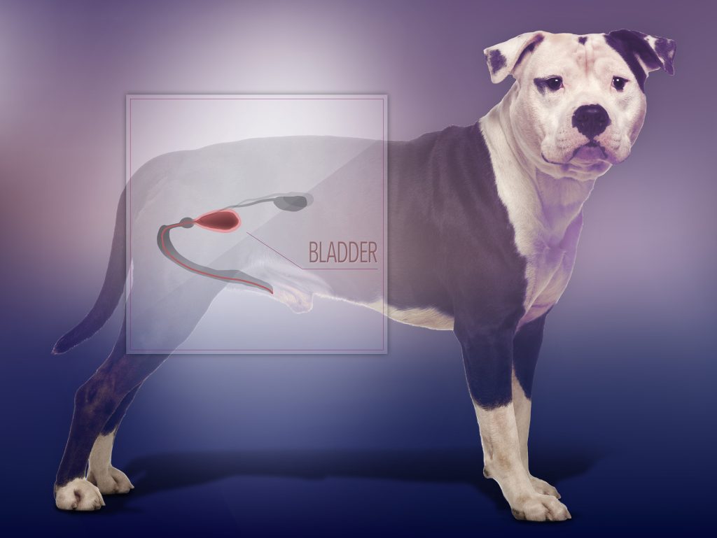 Hipotiroidismo en perros: el gran imitador de otras enfermedades