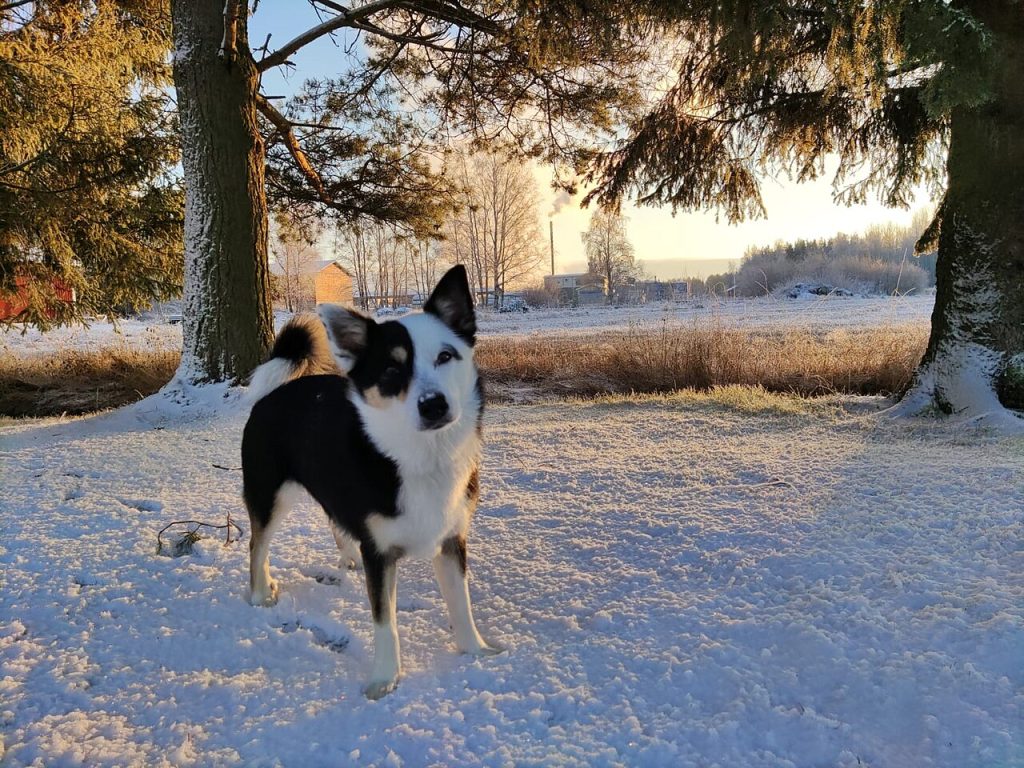 Icelandic Sheepdog