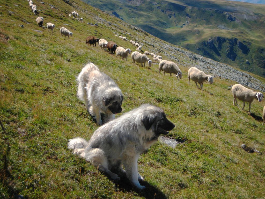 Infección de orina en perros: síntomas y tratamiento
