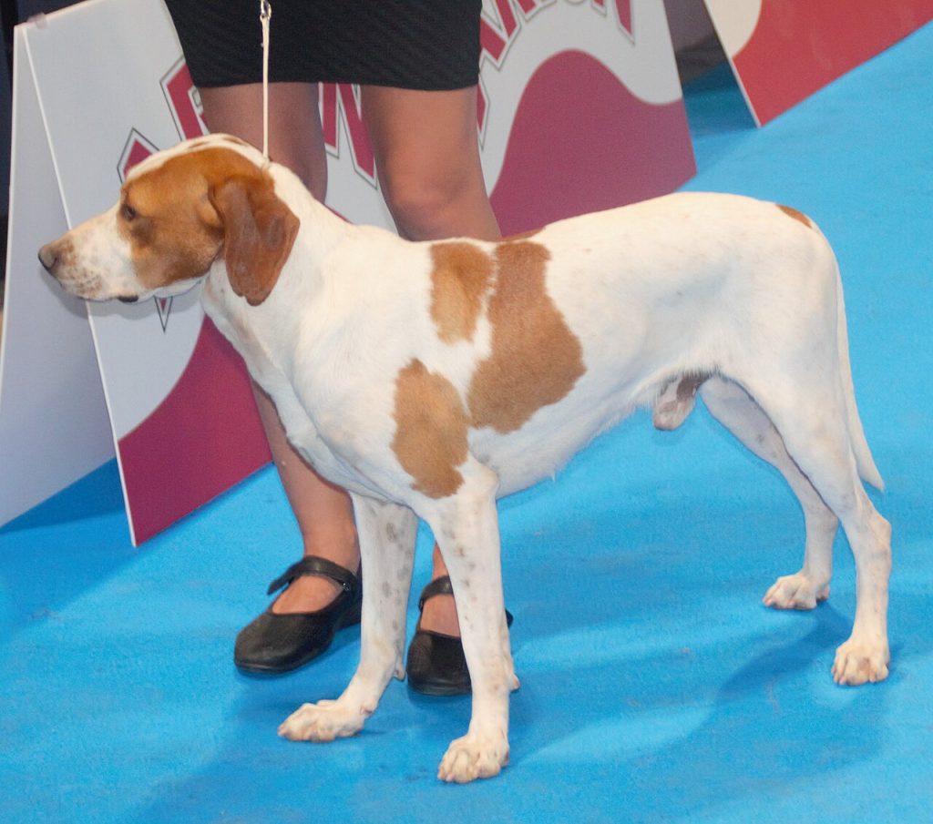 Istrian shorthaired hound
