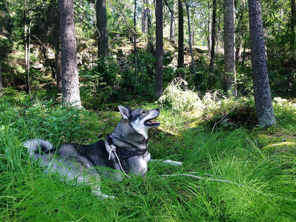Jamthund