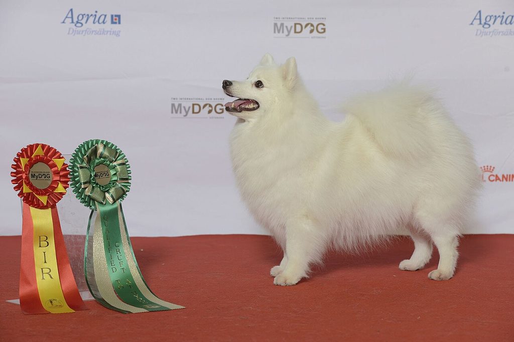 Japanese Spitz