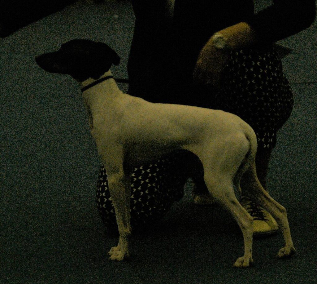 Japanese Terrier