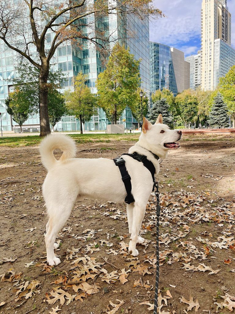 Jindo