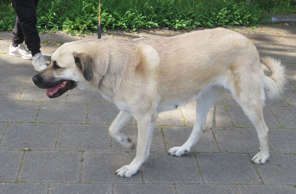 Kangal Shepherd Dog