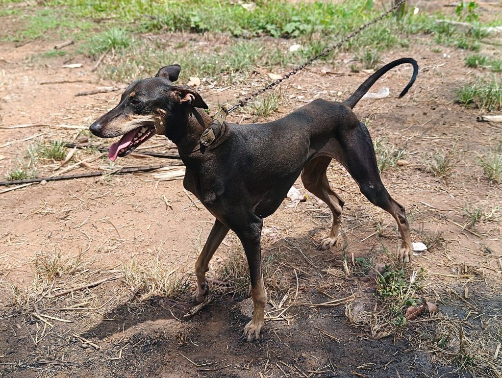 Kanni