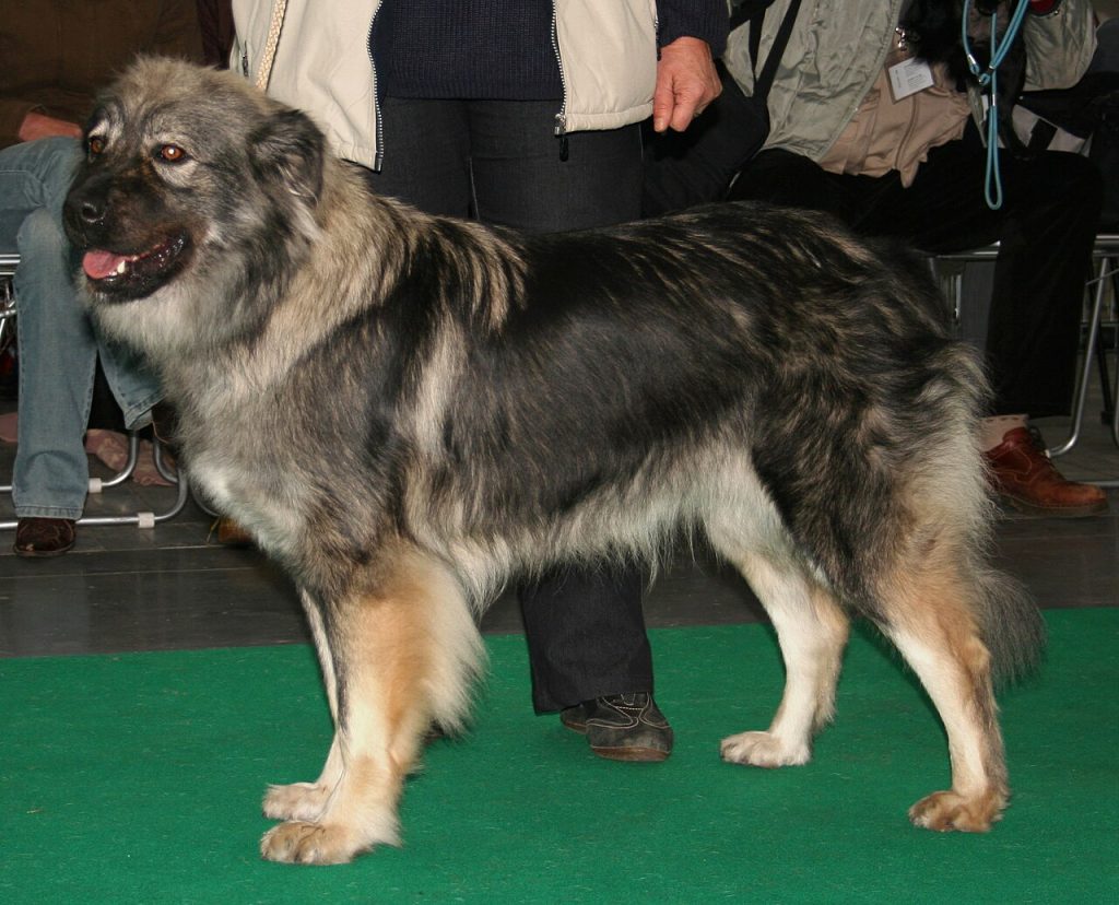 Karst Shepherd