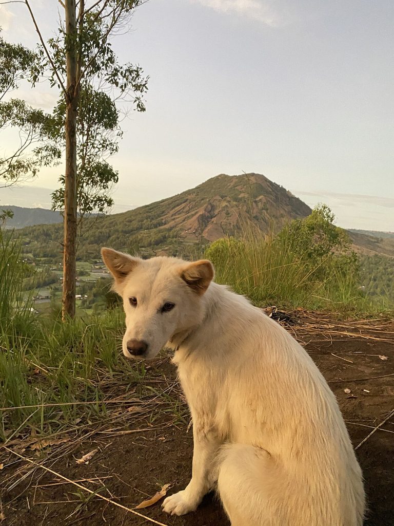 Kintamani