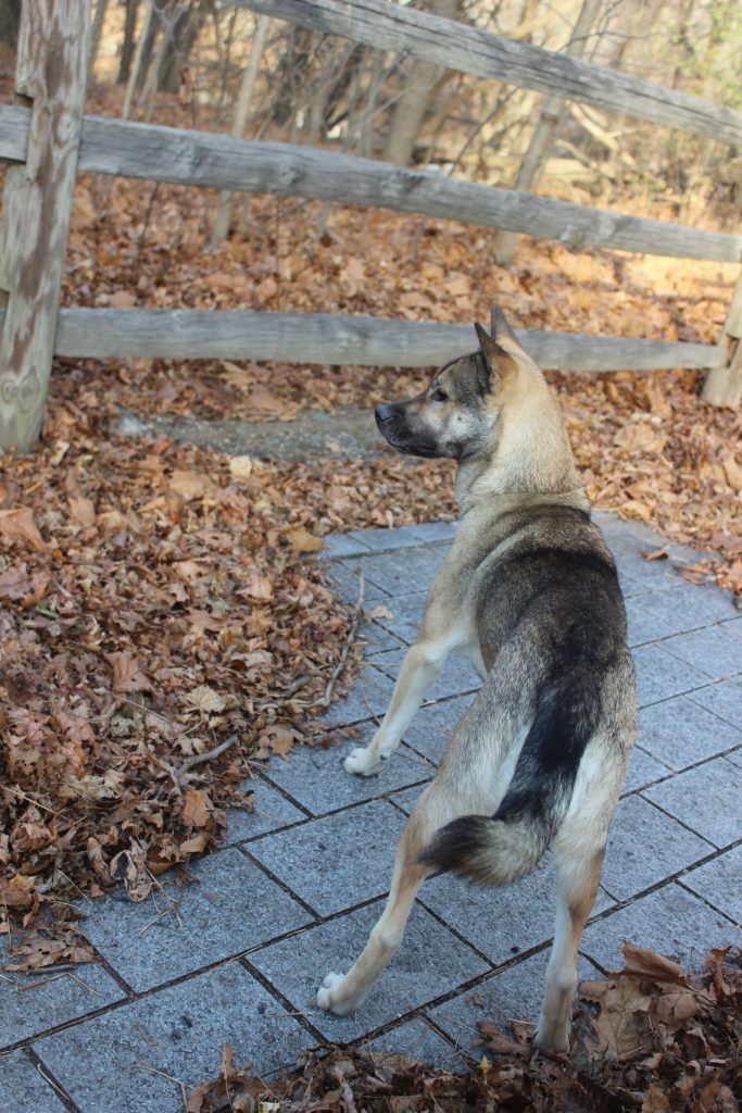 Kishu
