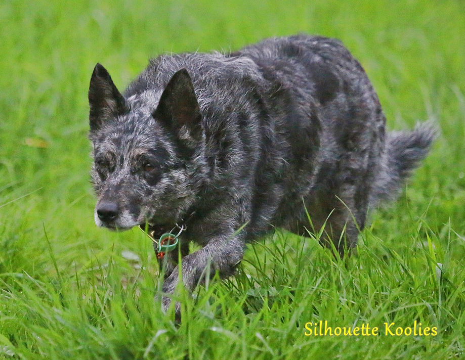 Koolie