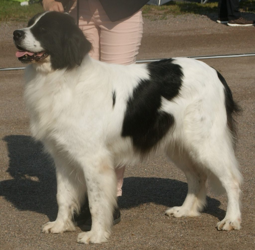 The Landseer