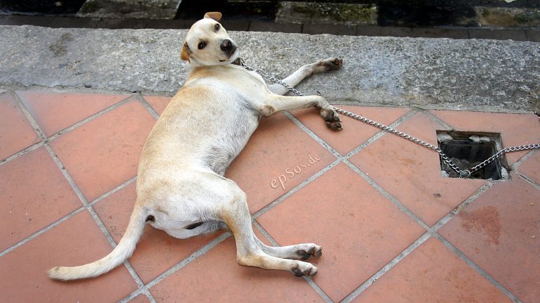 Las mejores razas guardianas para proteger tu casa