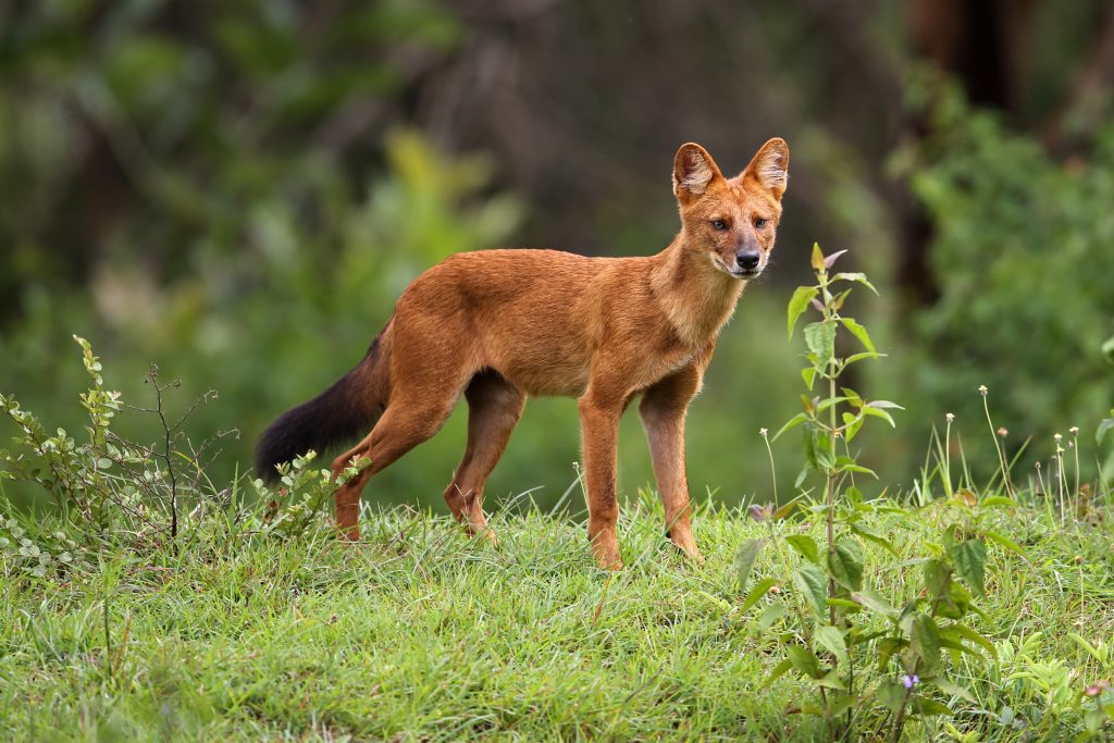 Leucemia y linfoma canino: diagnóstico y opciones
