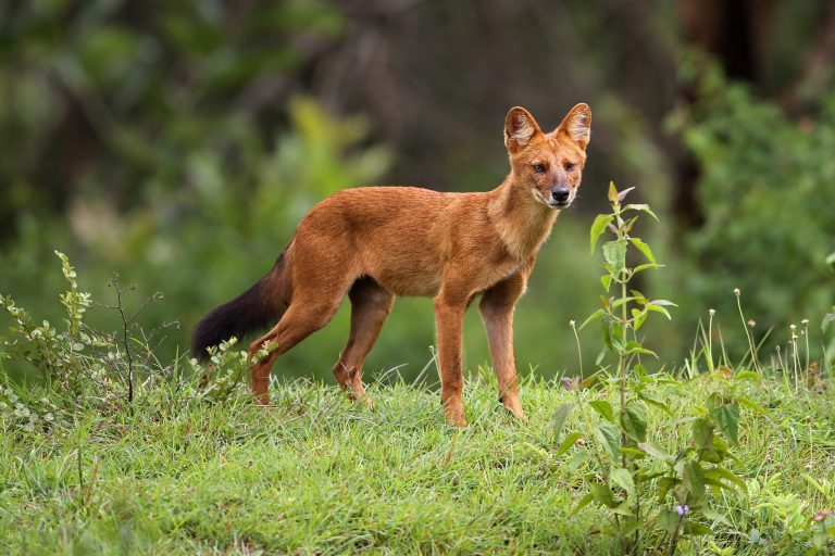 Leucemia y linfoma canino: diagnóstico y opciones