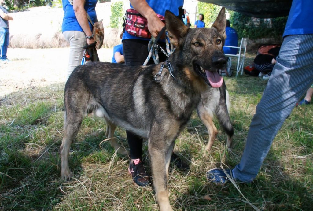 Italian wolf