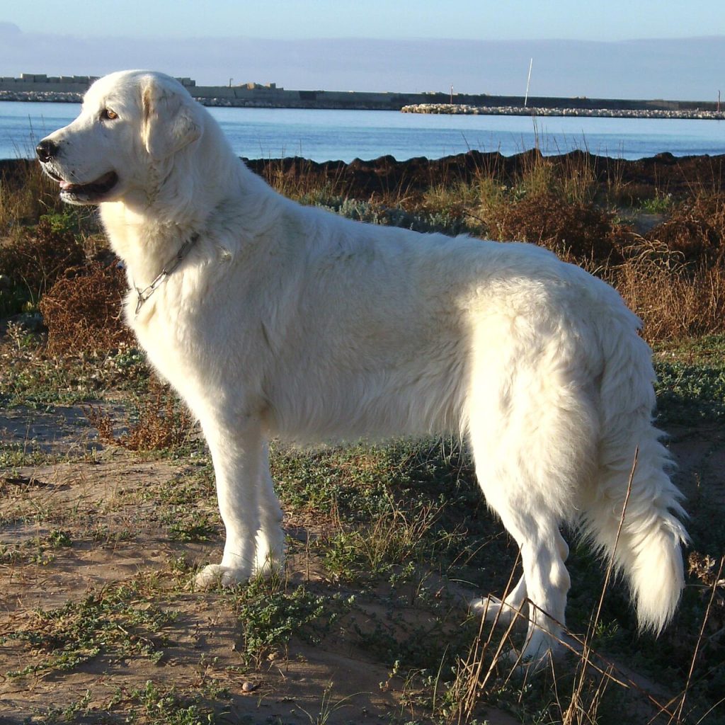 Maremmano-Abruzzese Sheepdog