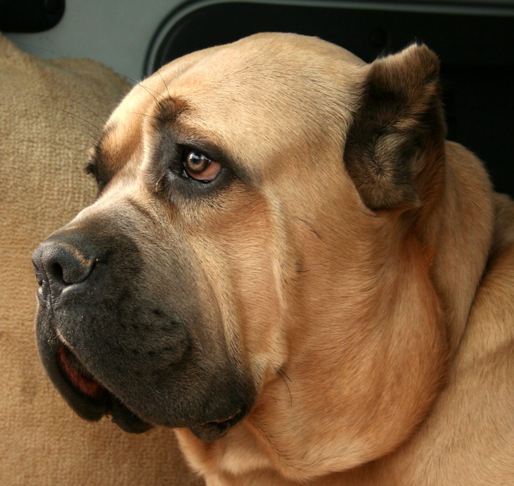 Medicar a un perro: trucos para pastillas y jarabes